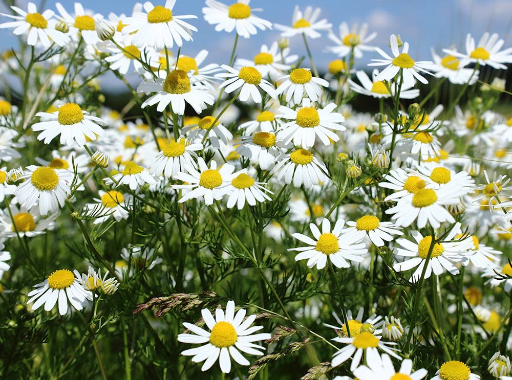 Quais são as plantas medicinais mais utilizadas no Brasil?
