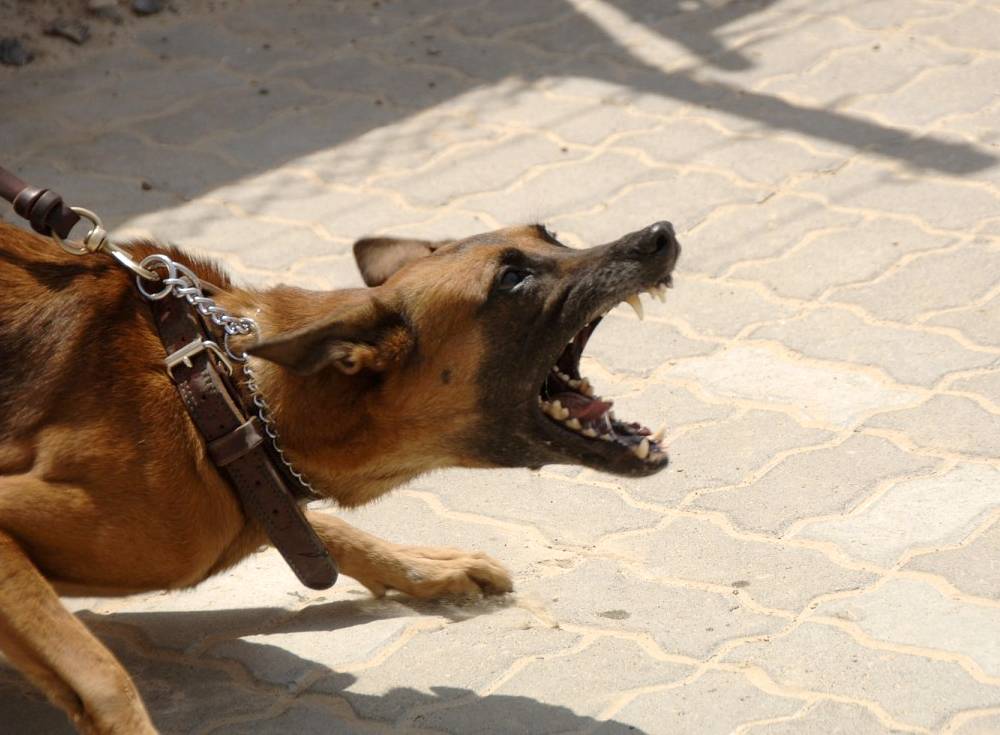 Como se defender de um ataque de cachorro?