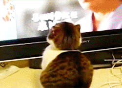 Um meme? Ser dramático.