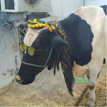 Game dá vaca de verdade para jogador com maior pontuação