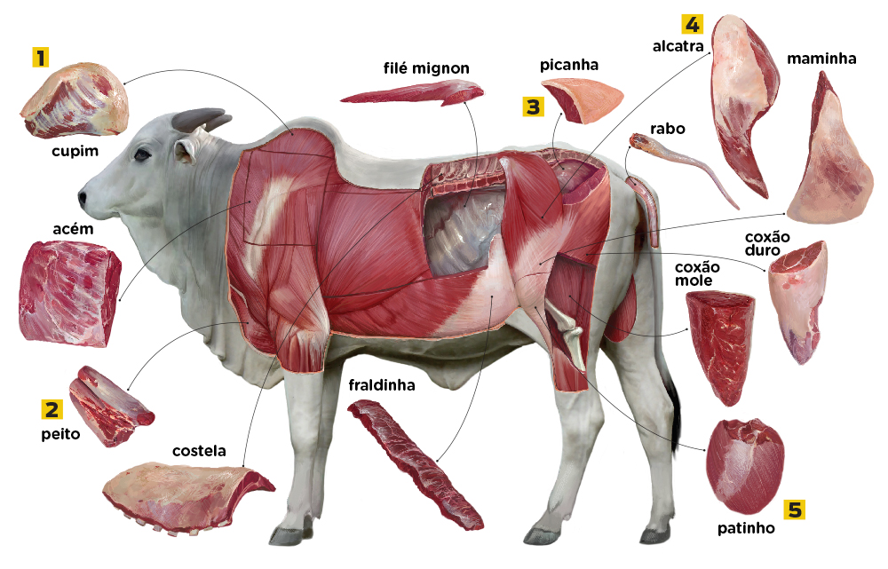De que parte dos animais v&ecirc;m as carnes que comemos?