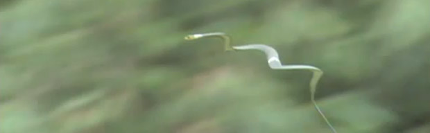 Deus não dá asas a cobras, mas elas voam mesmo assim