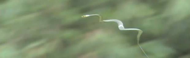 Deus não dá asas a cobras, mas elas voam mesmo assim