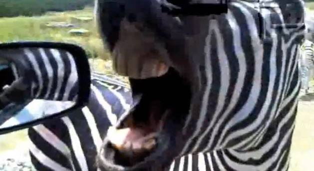 Deu zebra