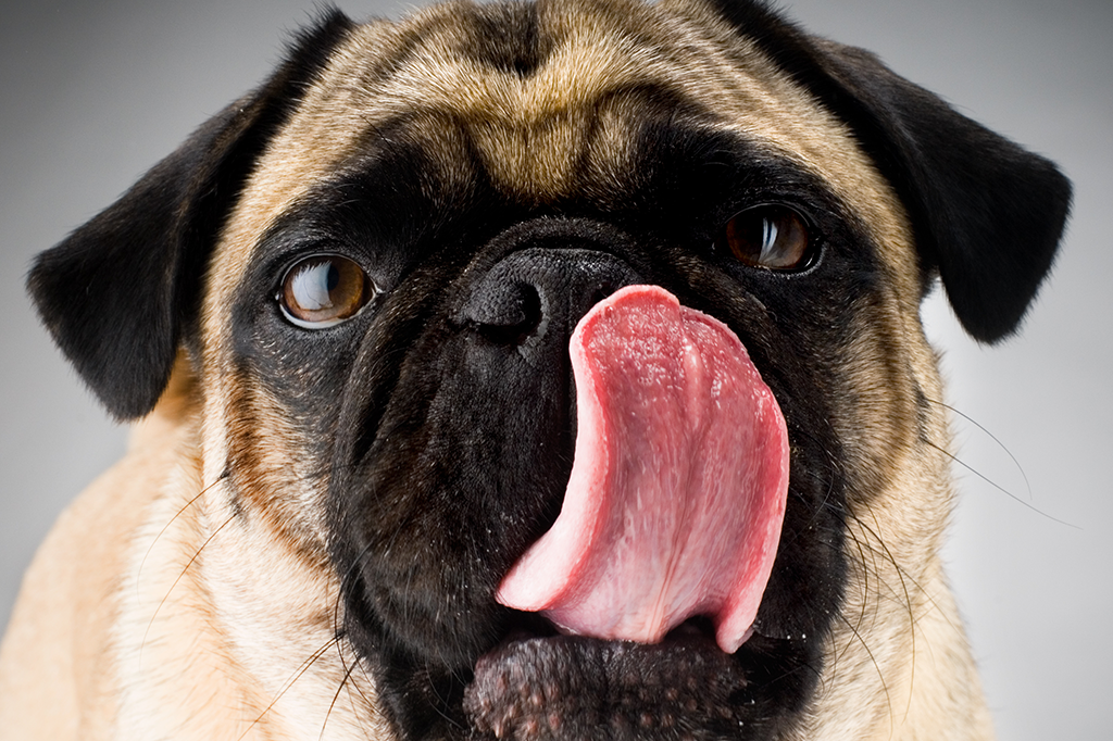 Homem perde braços e pernas por causa de lambida do cachorro