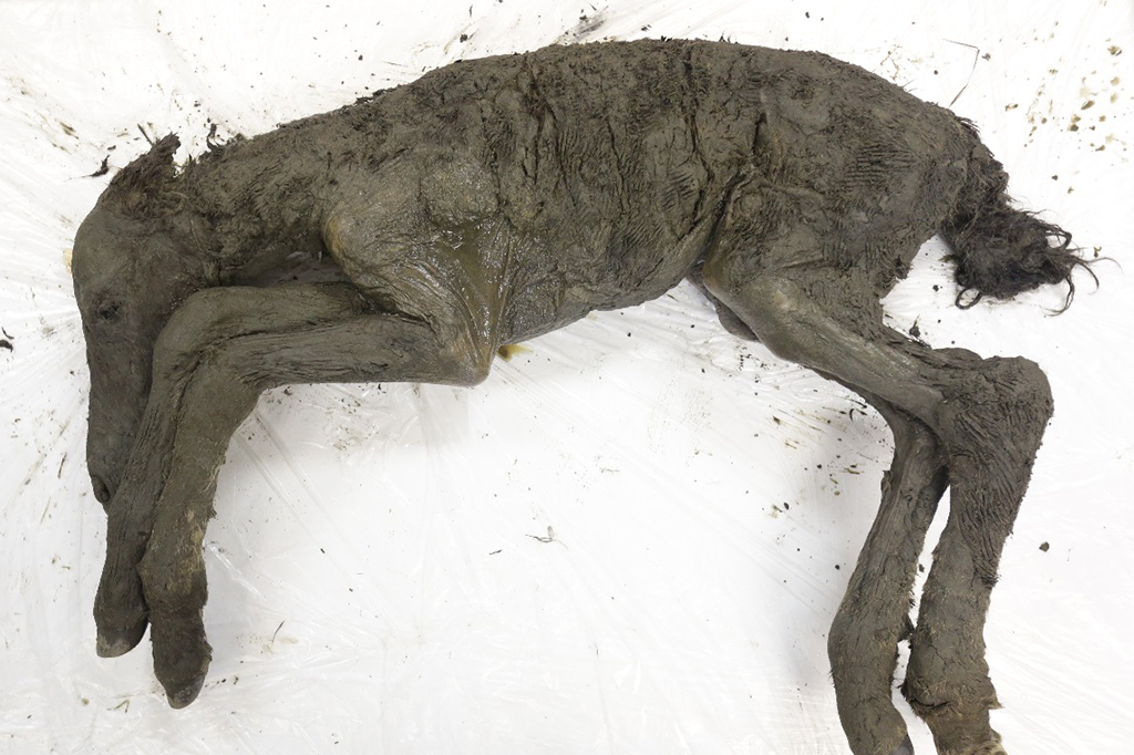 Cavalo de 40 mil anos é achado praticamente intacto na Sibéria