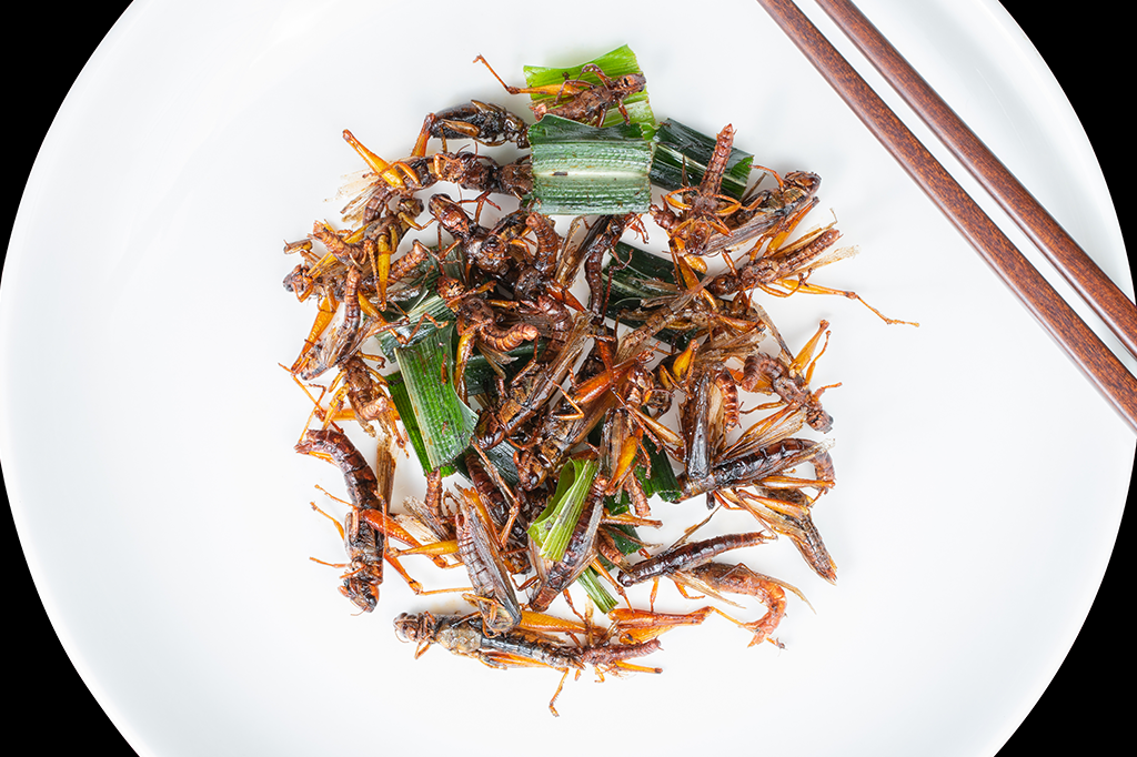 Comer grilos pode fazer bem à saúde, diz estudo