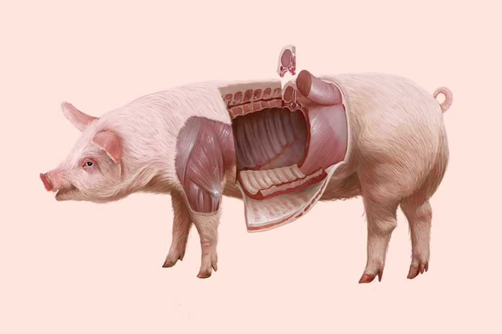 De que parte dos animais vêm as carnes que comemos?