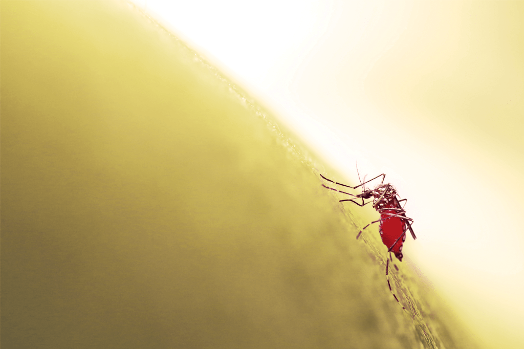 Remédio para pulga pode impedir surtos de dengue, zika e até malária