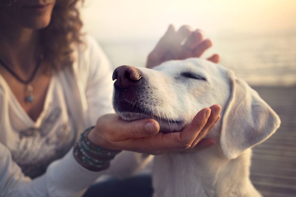 Pessoas se importam mais com cães do que com outras pessoas, diz estudo
