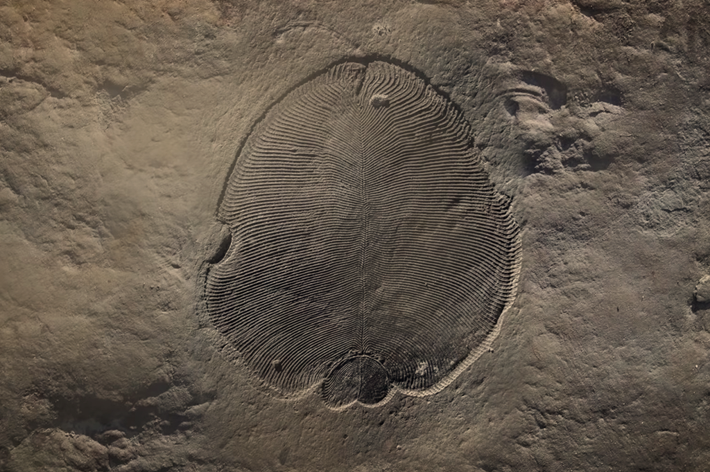 fossil fossil