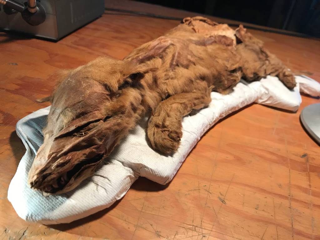 Lobo de 50 mil anos é encontrado congelado – e inteiro – no Canadá