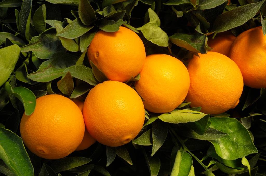 Como a laranja-baía explica Darwin