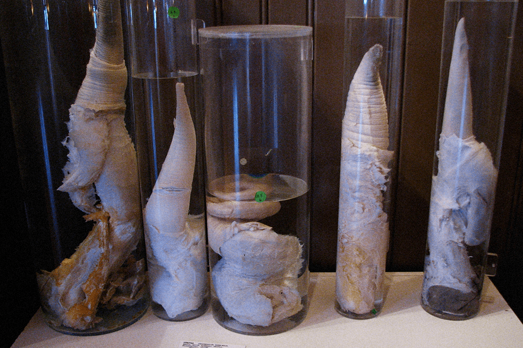 Icelandic Phallological Museum