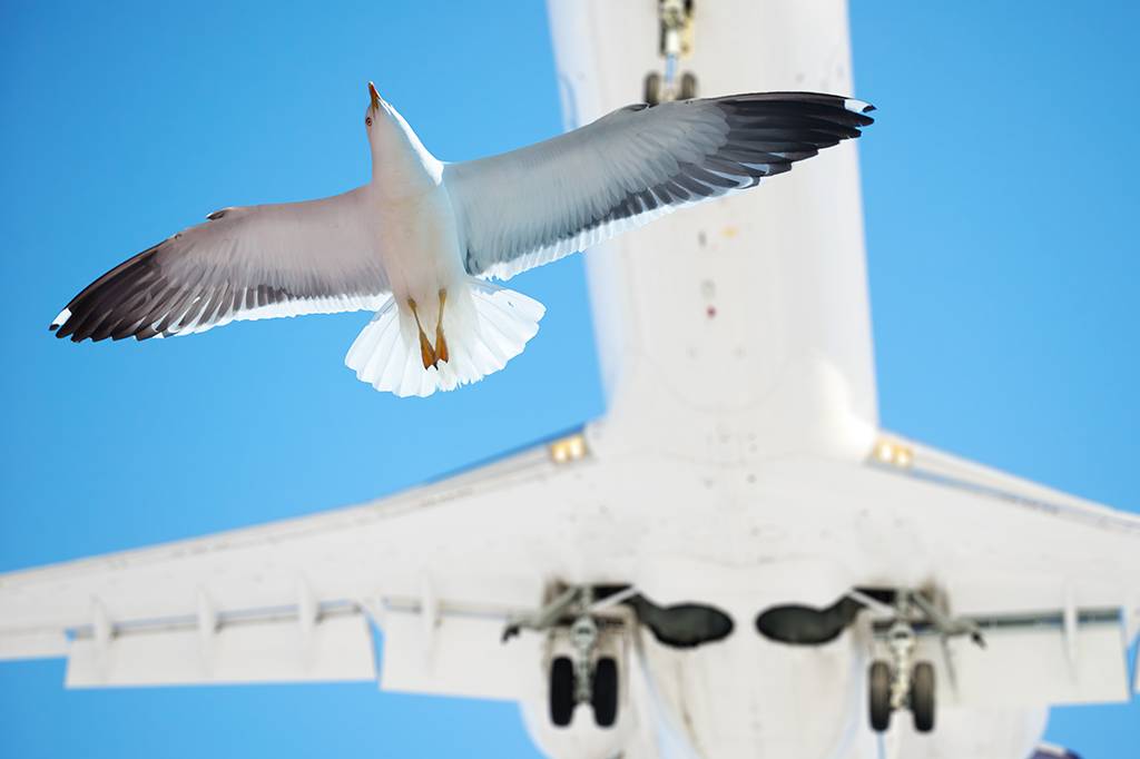 Um drone pode ser a solução para as colisões entre pássaros e aviões
