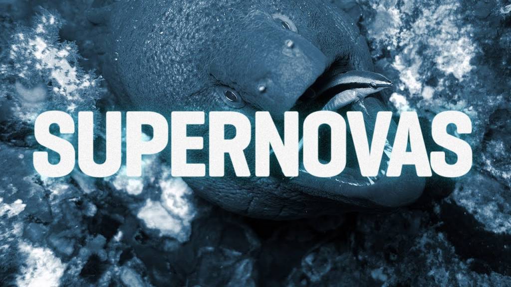 Peixinho consegue se reconhecer no espelho