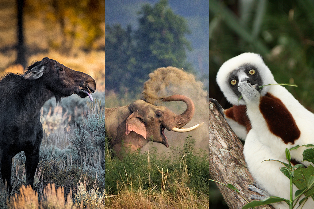 Conheça os finalistas do prêmio de foto mais engraçada do reino animal