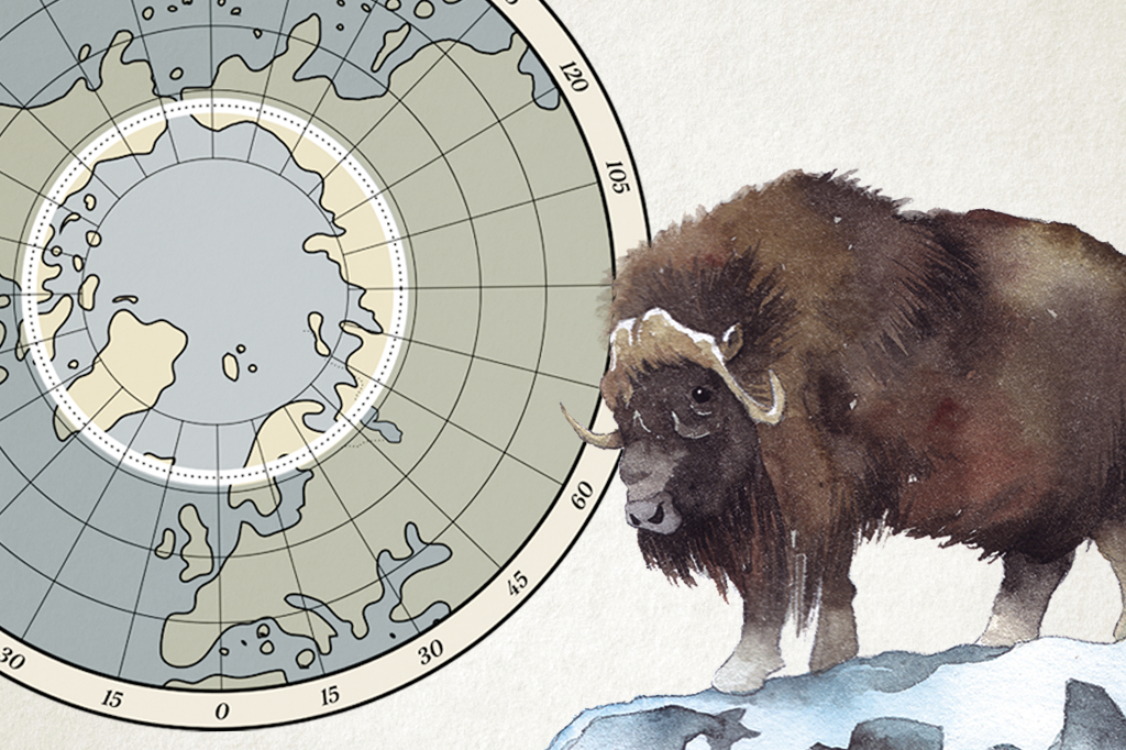 Os animais que habitam a Antártida e o Ártico