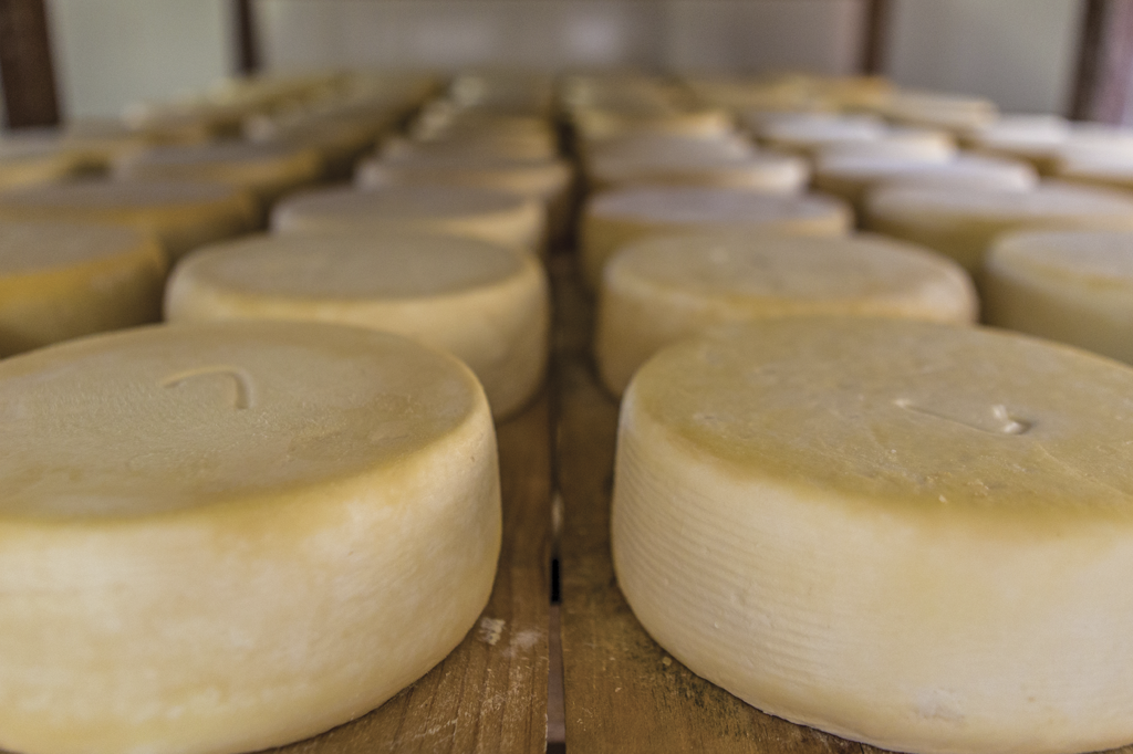 A saga do queijo canastra