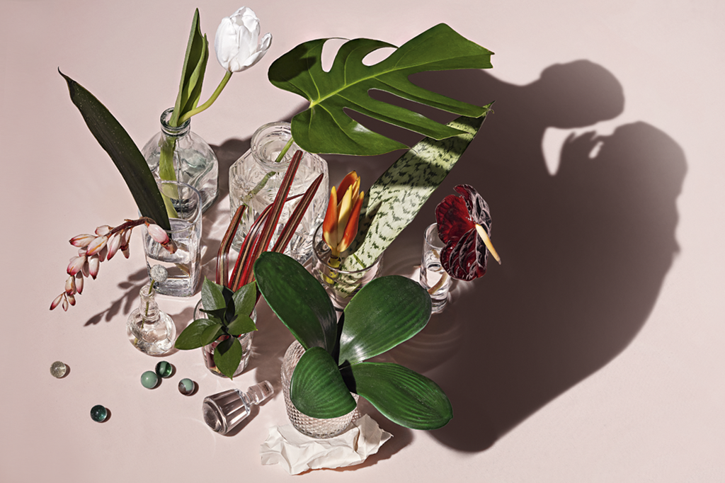 A inteligência secreta das plantas