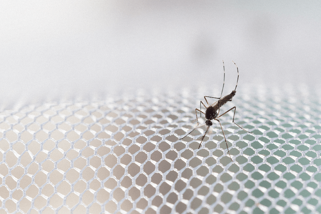 Vírus Zika compromete a capacidade de voo do Aedes aegypti