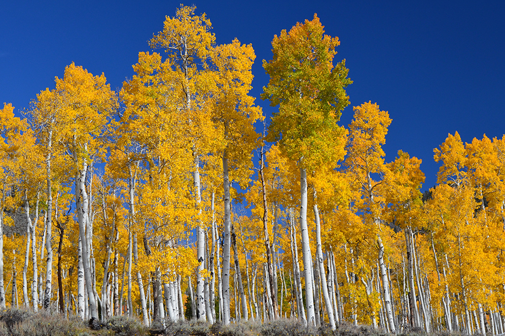 O maior organismo vivo da Terra está morrendo