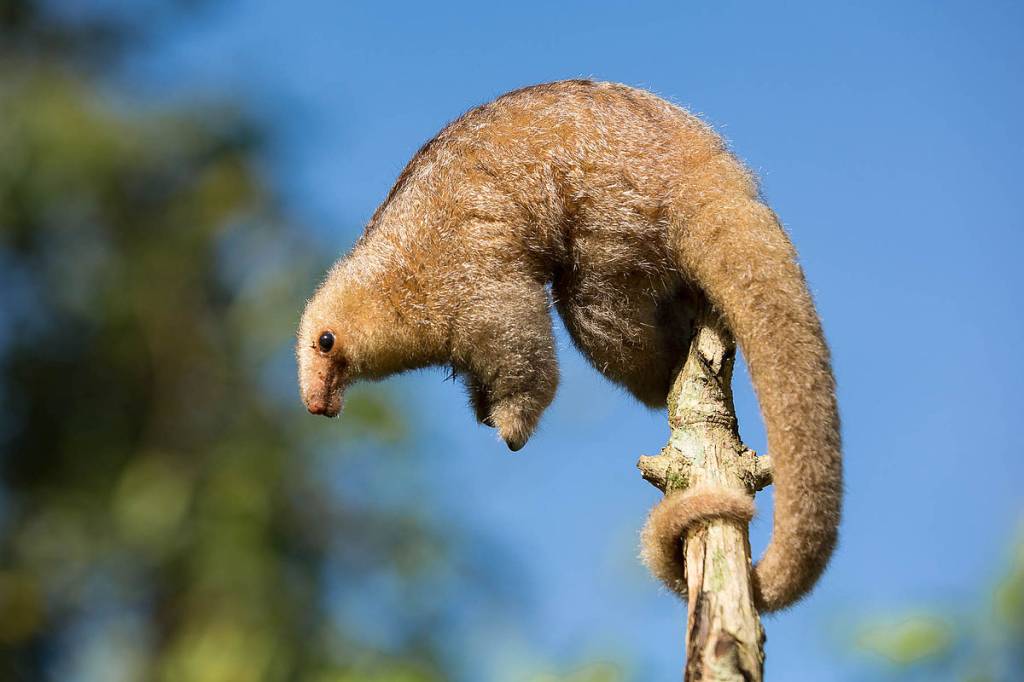 1200px-Silky_Anteater