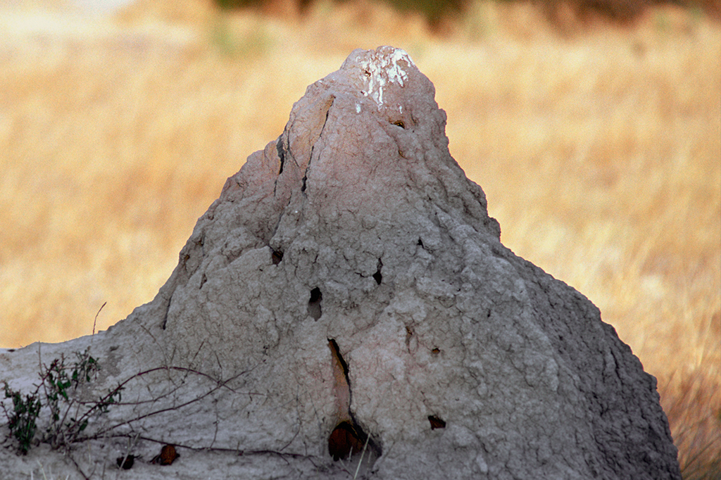 Colônia brasileira de cupins ocupa área equivalente à da Grã-Bretanha