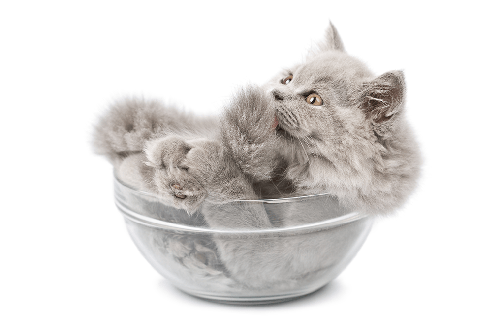 Afinal, gatos são sólidos ou líquidos? A questão mais fofa da Fuvest 2019