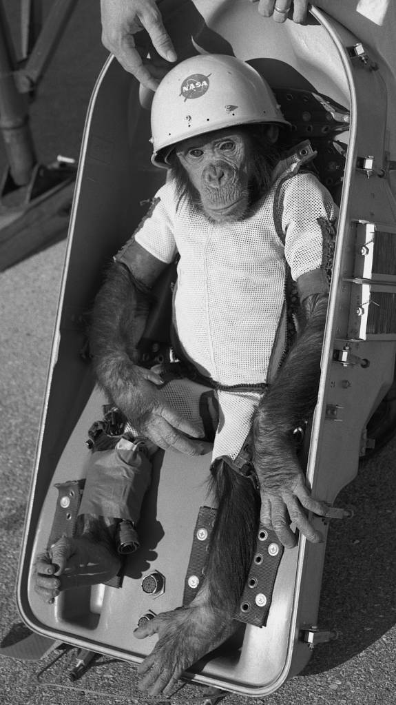 Ham_the_chimp_(cropped) Ham_the_chimp_(cropped)