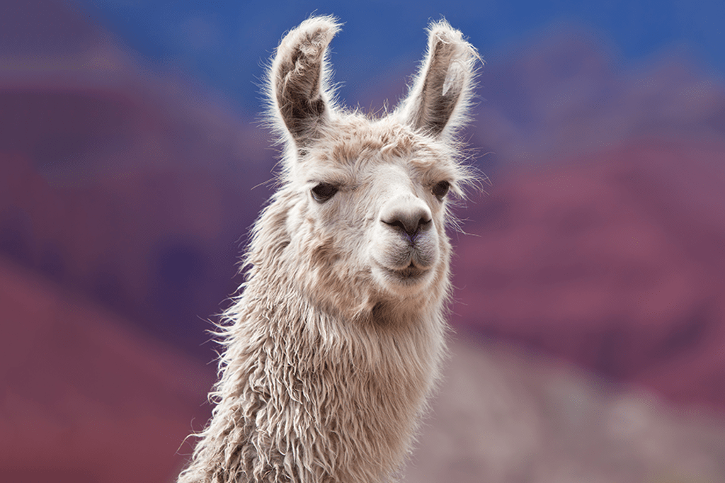 Lhamas podem ser a arma para combater vírus da gripe