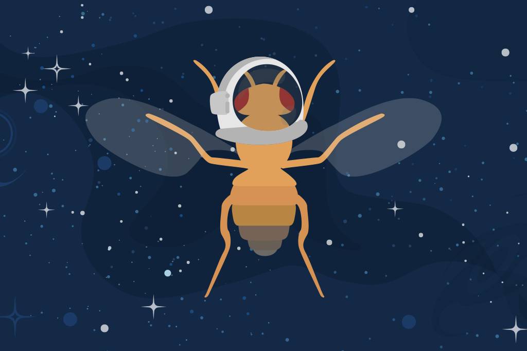 Mosca no espaço