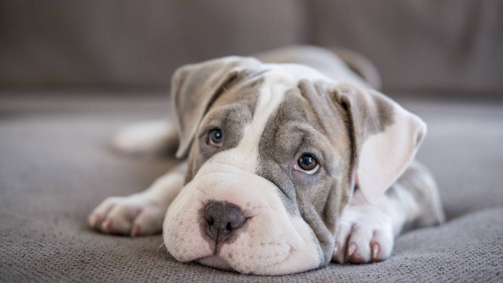 Por que pode matar boi, mas não cachorro? Porque cães são humanos