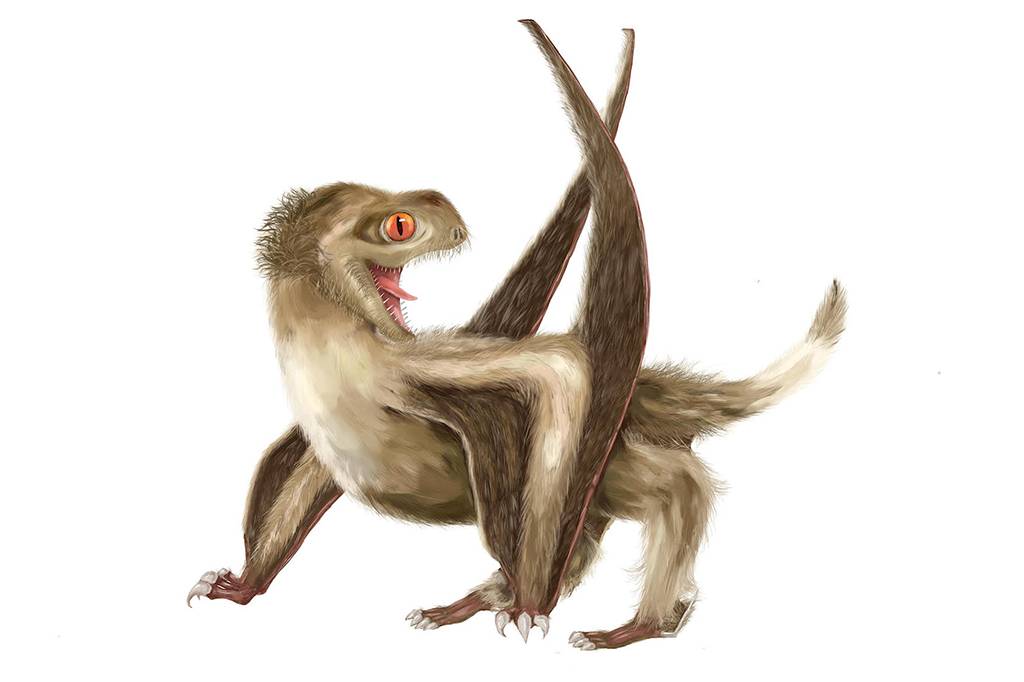 Pterossauros tinham penas como as de pássaros e dinossauros
