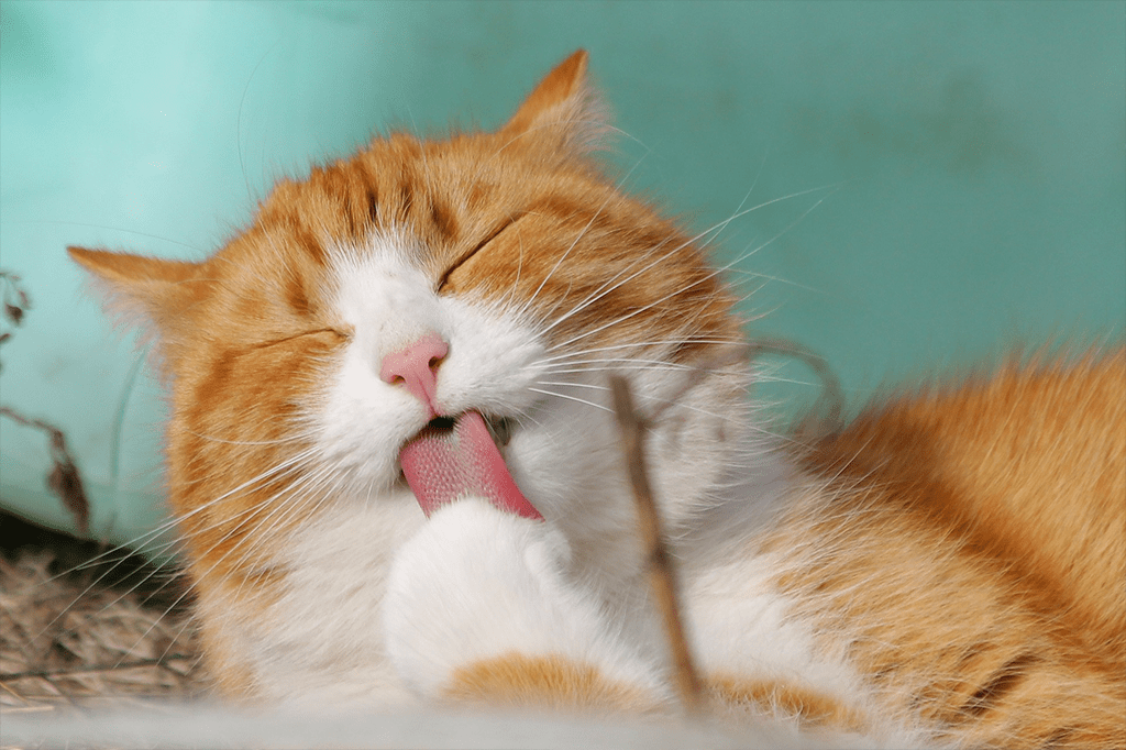Gatos gostam mais de humanos do que de comida