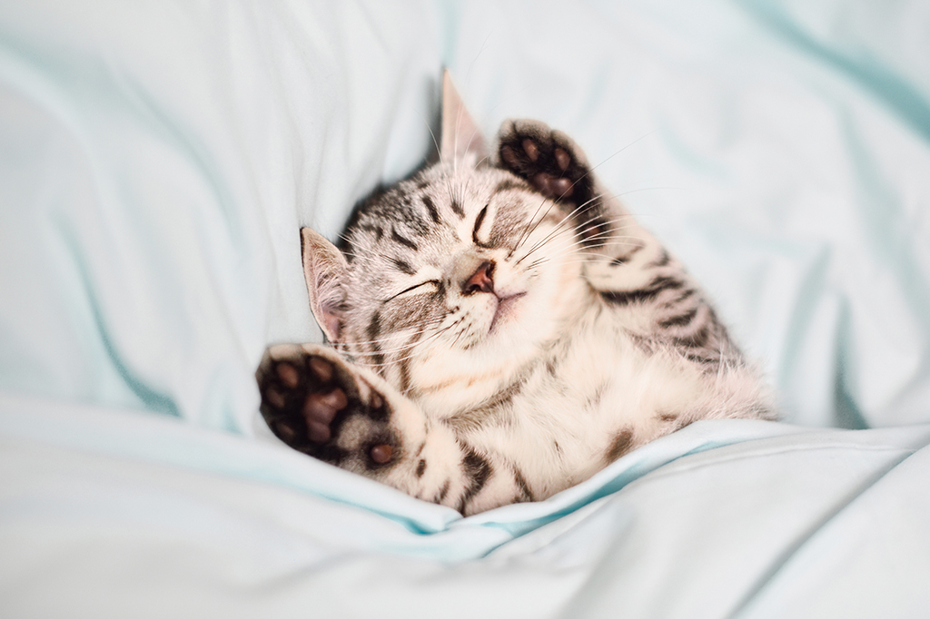 Por que sentimos vontade de esmagar coisas fofas