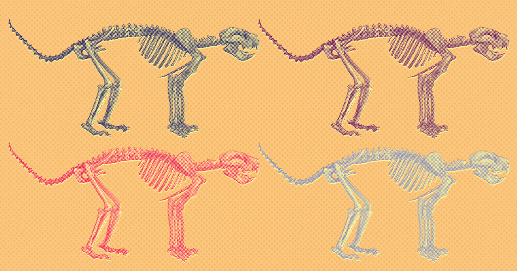Descoberto fóssil quase completo de “leão marsupial” extinto
