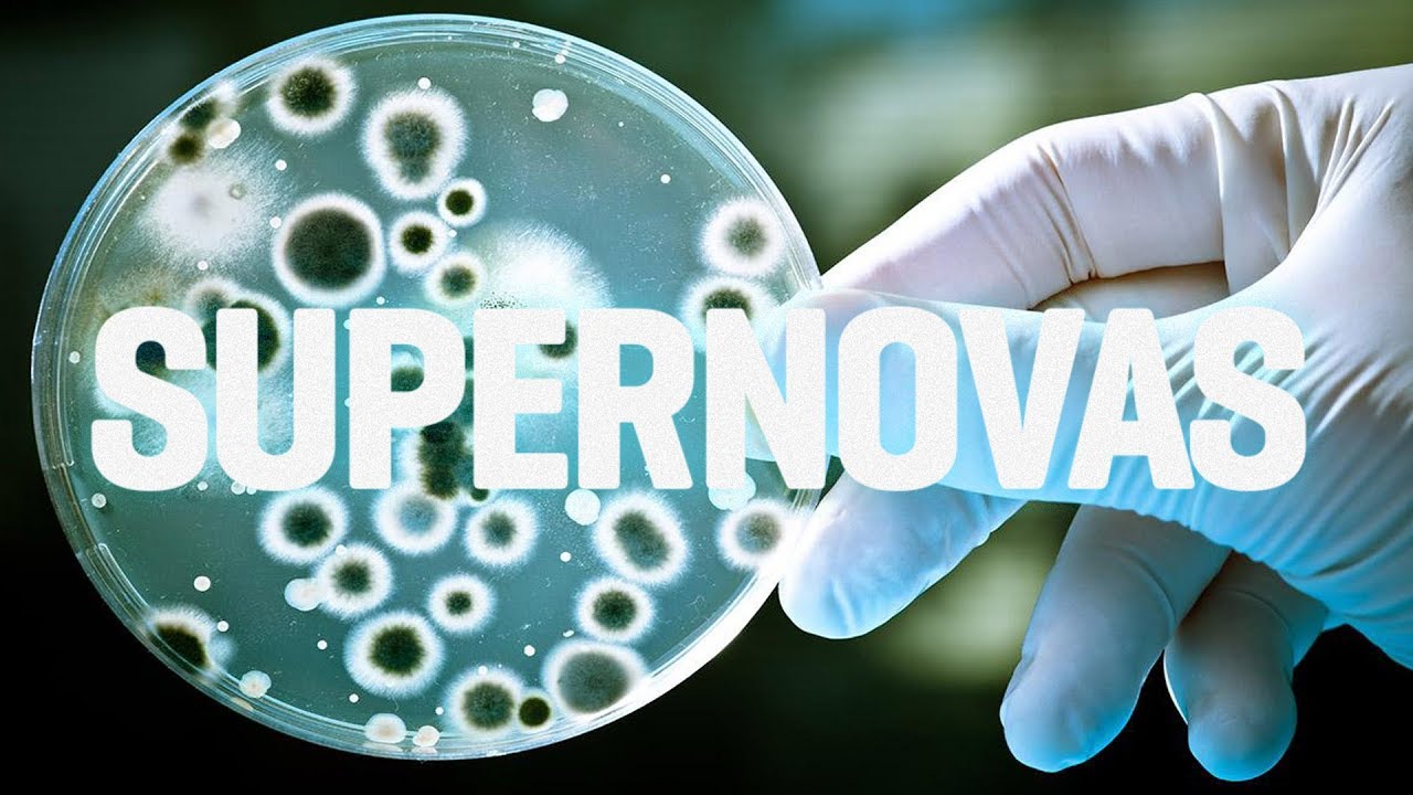 O animal mais antigo conhecido – SUPERNOVAS
