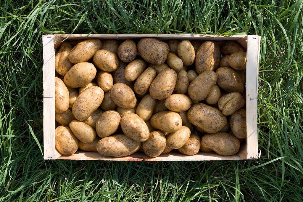 Granada da 1ª Guerra foi encontrada em carregamento de batatas na China