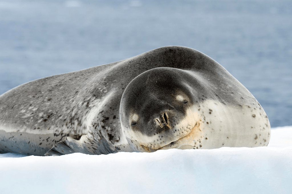 Cientistas procuram dono de pendrive encontrado em cocô de foca