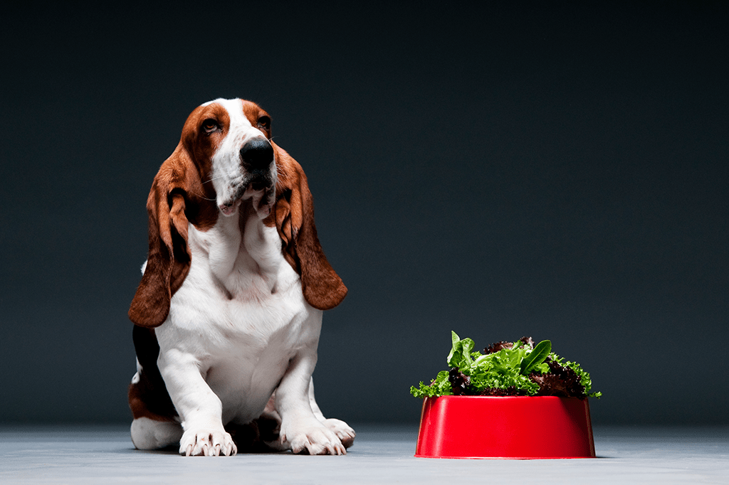 35% dos donos de animais consideram alimentar os pets com dietas veganas