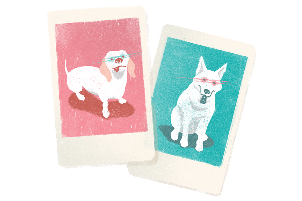 Por que os olhos do meu cachorro ficam verdes em fotos com flash?