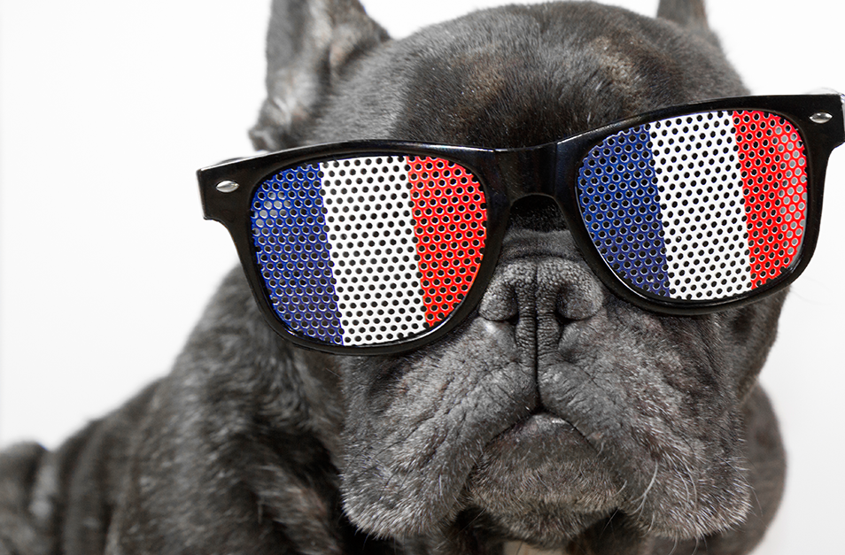 O buldogue francês é mesmo da França?