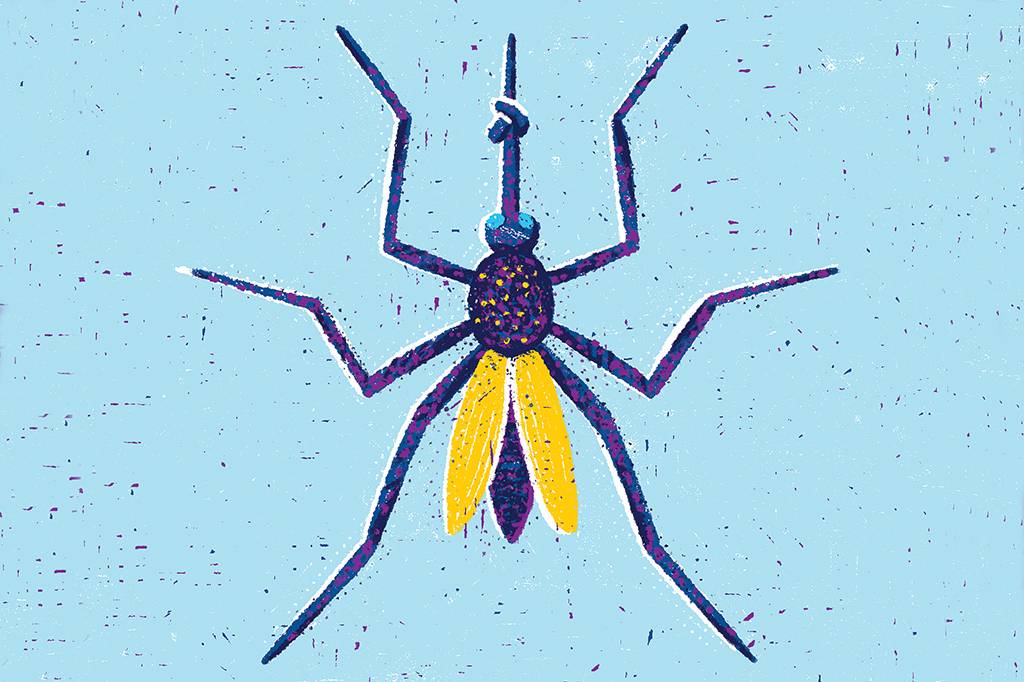 Colocando o Aedes aegypti de dieta