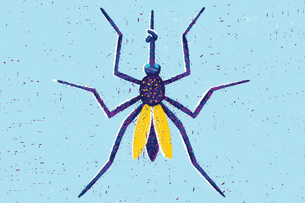 Colocando o Aedes aegypti de dieta