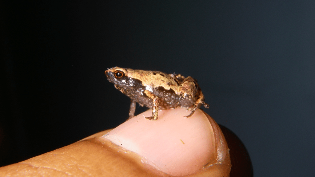 Conheça Mínimo, Minúsculo e Miniatura, sapos que estão entre os menores do mundo