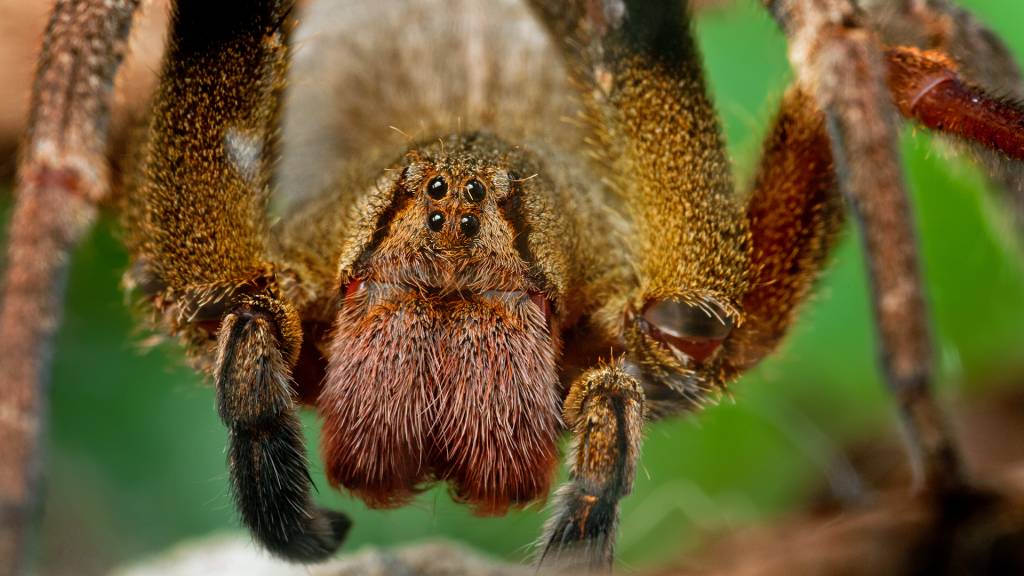 Veneno de aranha brasileira pode ajudar a tratar disfunção erétil
