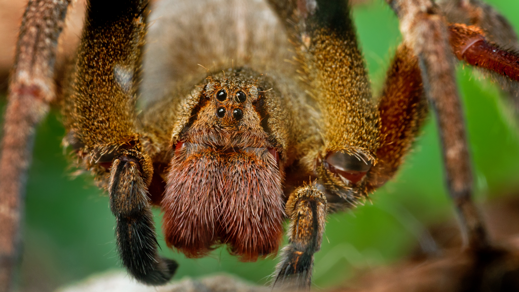 Veneno de aranha brasileira pode ajudar a tratar disfunção erétil
