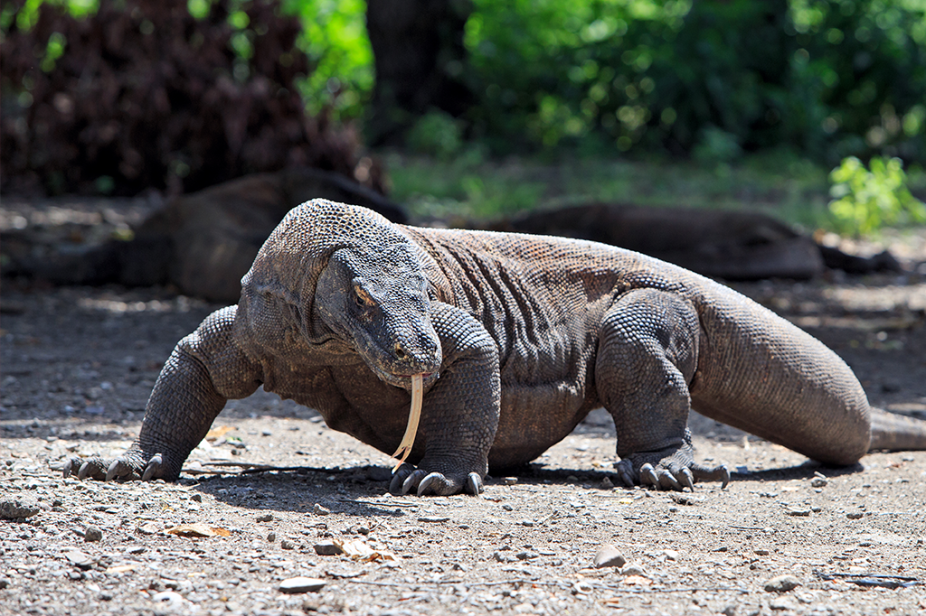 Indonésia suspende visitas na ilha de Komodo após roubos de dragões