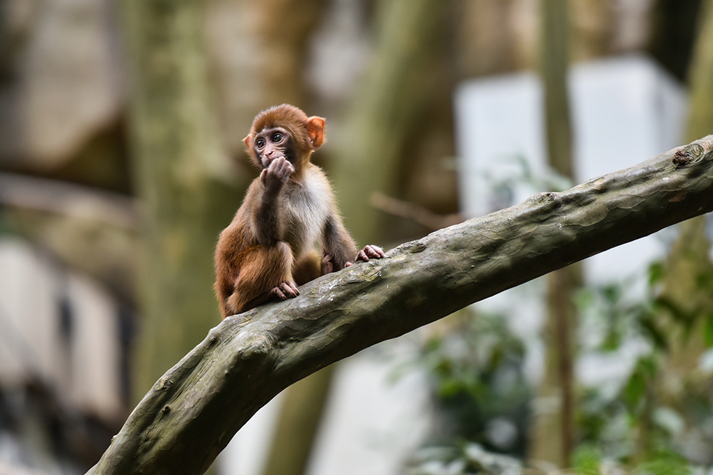 Cientistas chineses colocaram genes humanos em macacos – e eles ficaram mais inteligentes